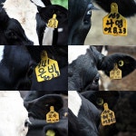 그녀의 목장에는 특별한 치즈가 있다