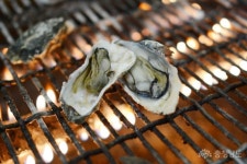 먹거리 - 천북굴단지에서 즐기는 천북굴구이의 계절 - 충청남도천북굴단지에서 즐기는 천북굴구이의 계절