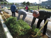 大阪市西淀川区：に～よん農園日記vol.3（11月4日） （…>に～よん農園>第3シーズン（平成28年6月～10月）） に～よん農園日記vol.3... 