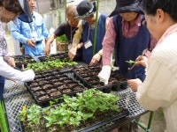 大阪市淀川区：平成27年度　夢ちゃん花づくり隊活動日誌（4月～8月） （…>緑化活動>夢ちゃん花づくり） 平成27年度... 