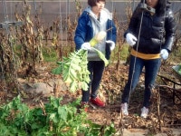 청강문화산업대학교 김장 김치 담그기 자원봉사활동 함께 해요~