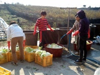 청강문화산업대학교 김장 김치 담그기 자원봉사활동 함께 해요~