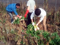 청강문화산업대학교 김장 김치 담그기 자원봉사활동 함께 해요~