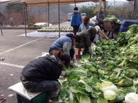 청강문화산업대학교 김장 김치 담그기 자원봉사활동 함께 해요~