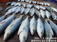 루어낚시조황+ - 완도 클럽씨피싱 1월9일 방어지깅 초대박조황