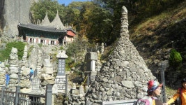 		창의인성교육넷(크레존) - 진안 마이산 줄사철나무 군락	 진안 마이산 줄사철나무 군락