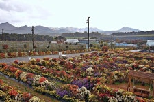 CTN - 확실하고 진실된 뉴스!-[사진여행]충남 서산시 고북면 국화축제장 [사진여행]충남 서산시 고북면 국화축제장