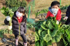 CTN - 확실하고 진실된 뉴스!-아산흰돌유치원, 유치원 텃밭에서 배추와 무 뽑기 실시 아산흰돌유치원, 유치원 텃밭에서 배추와 무 뽑기 실시