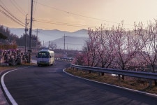 CTN - 확실하고 진실된 뉴스!-몽유도화원리 복사꽃 몽유도화원리 복사꽃