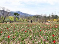 -10만 송이 튤립의 유혹... 천안삼거리공원 ‘너른뜰’ 봄빛 물들다 10만 송이 튤립의 유혹... 천안삼거리공원 ‘너른뜰’ 봄빛 물들다 