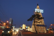 대구가톨릭대학교 대표홈페이지 정문 앞 크리스마스트리 설치