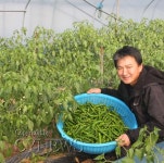 명품 청양고추 겨울재배 - 청양신문 명품 청양고추 겨울재배