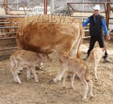 본의리에서 세쌍둥이 송아지 탄생 - 청양신문 본의리에서 세쌍둥이 송아지 탄생