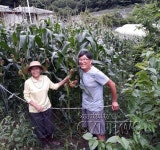 옥수수 맛있게 먹을 수 있는 비법은 - 청양신문 옥수수 맛있게 먹을 수 있는 비법은