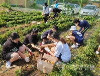 운곡초 텃밭 가꾸기 ‘수확의 기쁨’ - 청양신문 운곡초 텃밭 가꾸기 ‘수확의 기쁨’