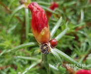 꽃 속에 별이 들어있는 꽃 – 채송화 - 청양신문 꽃 속에 별이 들어있는 꽃 – 채송화