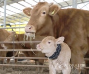 신축년 새해, 반갑소 모두 행복하소 - 청양신문 신축년 새해, 반갑소 모두 행복하소