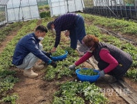건강 식재료 구기순 나물 ‘맛있어요’ - 청양신문 건강 식재료 구기순 나물 ‘맛있어요’