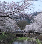 2022년 청양에도 봄이 왔다 - 청양신문 2022년 청양에도 봄이 왔다