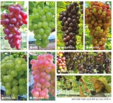 색 들어온다, 씨앗 영근다, 맛 깊어진다 - 포도 - 청양신문 색 들어온다, 씨앗 영근다, 맛 깊어진다 - 포도