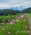 가을전령사 코스모스 활짝 - 청양신문 가을전령사 코스모스 활짝