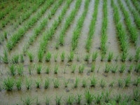 농업기술센터게시판 | 대구광역시 농업기술센터