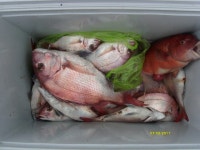 주말 녹동권 마릿수 조황입니다..(갯바위)