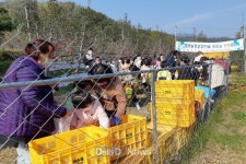 예천군 금당실정보화마을로 사과 따기 체험 오세요~ [데일리대구경북뉴스] 예천군 금당실정보화마을로 사과 따기 체험 오세요~