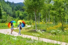 “올 여름방학은 국립백두대간수목원에서 보내요~” [데일리대구경북뉴스] “올 여름방학은 국립백두대간수목원에서 보내요~”