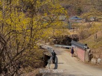 산수유 꽃 핀 봉화 띠띠미 마을 [데일리대구경북뉴스] 산수유 꽃 핀 봉화 띠띠미 마을