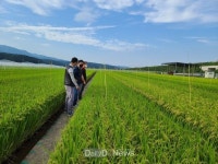 영덕군농업기술센터, 벼 품종 전시포 운영 [데일리대구경북뉴스] 영덕군농업기술센터, 벼 품종 전시포 운영