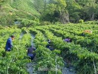 영양군 일월면, 고추농가 일손돕기 실시 [데일리대구경북뉴스] 영양군 일월면, 고추농가 일손돕기 실시