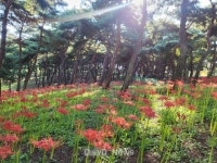 삼성현역사문화공원, 꽃무릇 붉은 빛으로 물들다! [데일리대구경북뉴스] 삼성현역사문화공원, 꽃무릇 붉은 빛으로 물들다!
