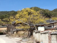 봉화군, “올해 산수유꽃은 띠띠미마을에서 시와 함께 즐겨요~” [데일리대구경북뉴스] 봉화군, “올해 산수유꽃은 띠띠미마을에서 시와 함께... 