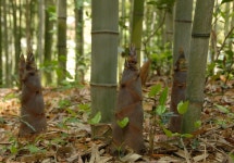 게시판 읽기 > 보도자료 > 알림마당 | 담양군청