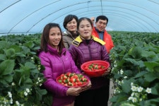 플러그인당진 해나루 청정딸기 수확 ‘한창’ > 플러그인당진