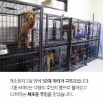 플러그인당진 당진시 동물보호소 개소 > 플러그인당진