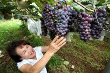 플러그인당진 새콤달콤 해나루포도 출하 한창 > 플러그인당진