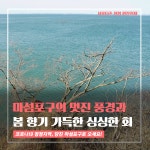 플러그인당진 당진 마섬포구의 멋스러운 풍경과 함께 봄 향기 가득한 싱싱한 회를 맛보세요~! > 플러그인당진