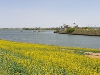 플러그인당진 노오란 물결 가득한 석문산단 유채꽃밭 > 플러그인당진