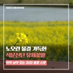 플러그인당진 노오란 물결 가득한 석문산단 유채꽃밭 > 플러그인당진