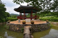 플러그인당진 면천 골정지에 피어난 연꽃과 군자정 수련 > 플러그인당진