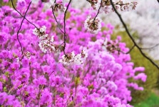 플러그인당진 벚꽃이 만개한 당진 면천 골정지의 화려한 봄 > 플러그인당진