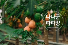플러그인당진 당진 열대과일 치유체험농장 나나군파파양 > 플러그인당진