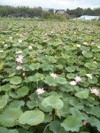 동해시청 > 시정소식 > 보도/해명자료(상세보기)