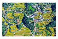 베스트갤러리 - 황금 들녁