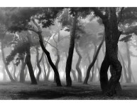 베스트갤러리 - 안개 속 솔숲 풍경