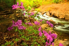 베스트갤러리 - 뱀사골