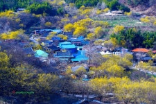 베스트갤러리 - 산수유 피는 마을