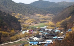 베스트갤러리 - 화전2리 산수유